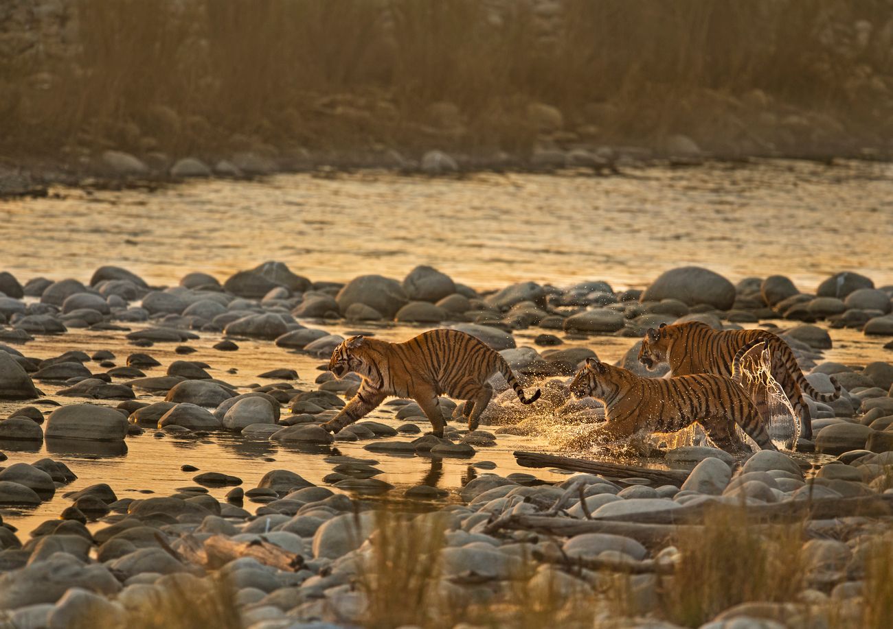 Tigers in Corbett National Park