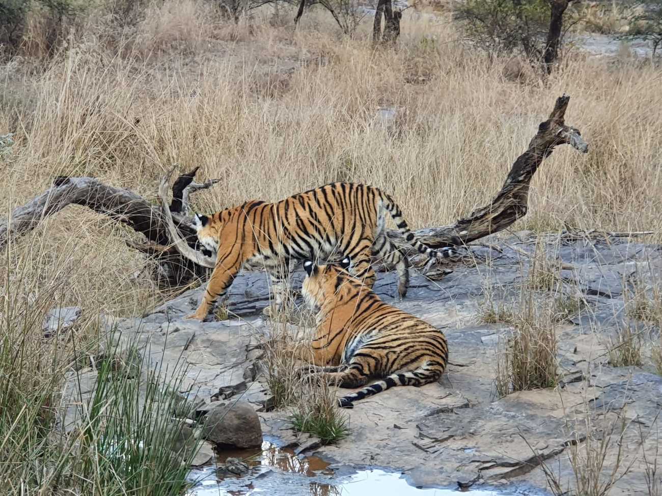 Tiger in Ranthambhore National Park