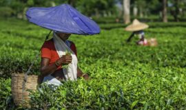 Take Tea Break at Jorhat in Assam