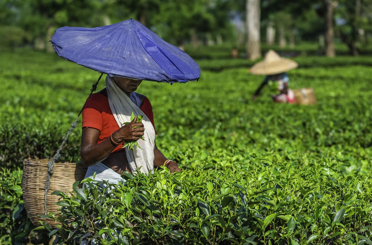 A woman at a tea plantation in Jorhat Assam wears a makeshift bamboo hat as she bears the scorching sun while picking out the tea leaves.