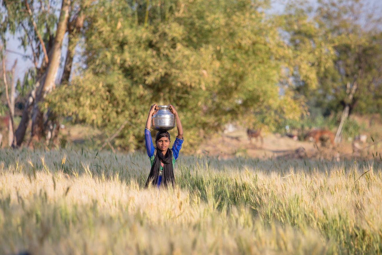 Indian girl with water jug on her head travels the fields of wheat in an Indian village Mandu