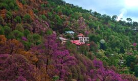 Hill Station Kasauli, Himachal Pradesh