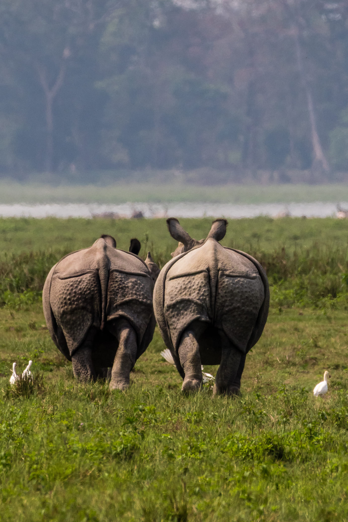 Indian rhinoceros also called the Greater One Horned rhinoceros picture is taken at Kaziranga National Park in India 