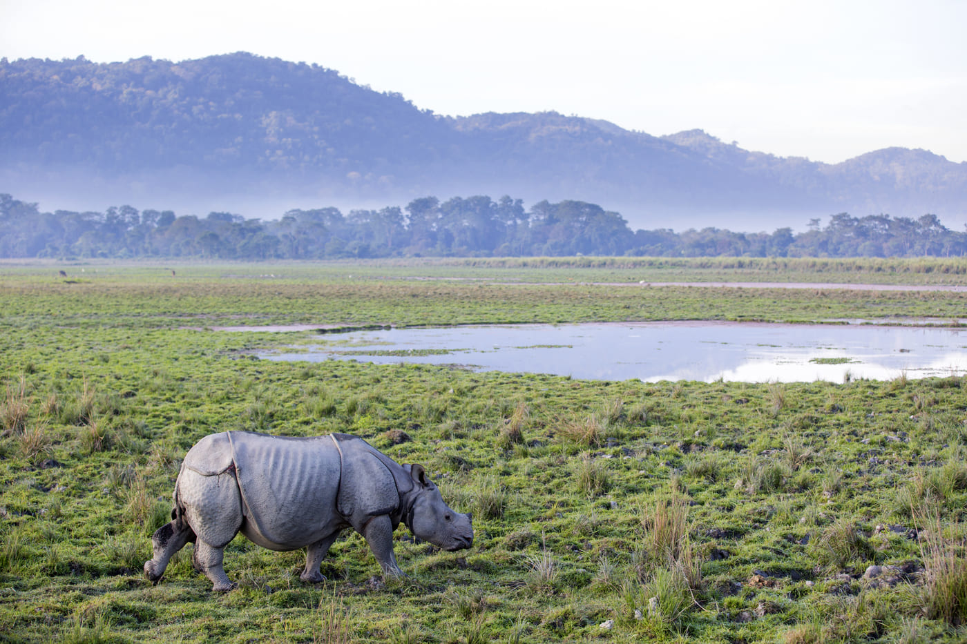 One horned Rhinoceros in Kaziranga National Park, Assam, India