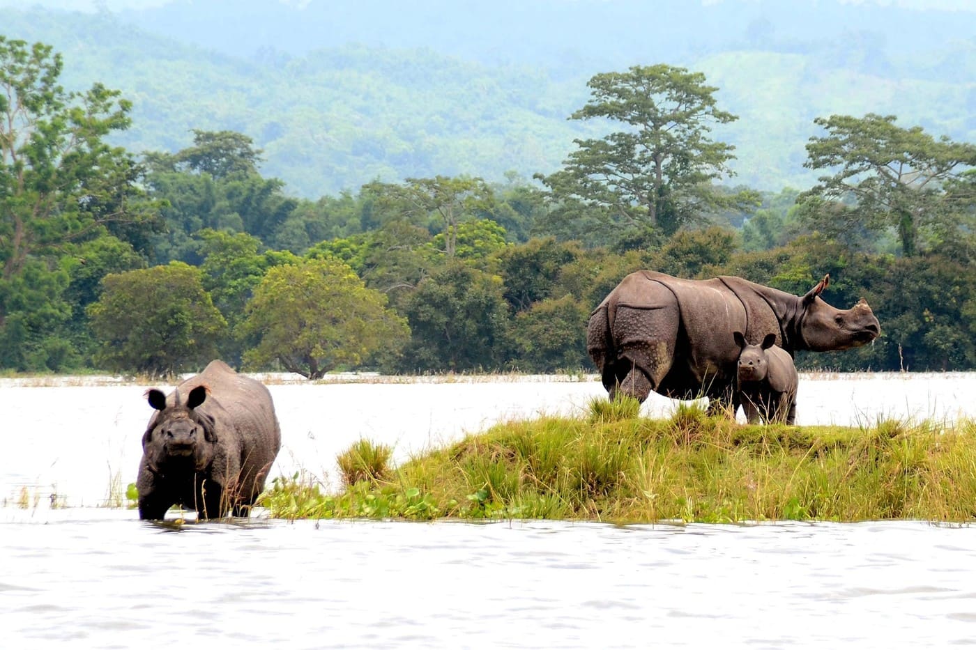 One horned rhinos take shelter on highland during flood at Kaziranga National Park in Bagori range of Nagaon district of Assam, India