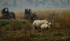 Saving the Rhinos in Kaziranga National Park, Assam