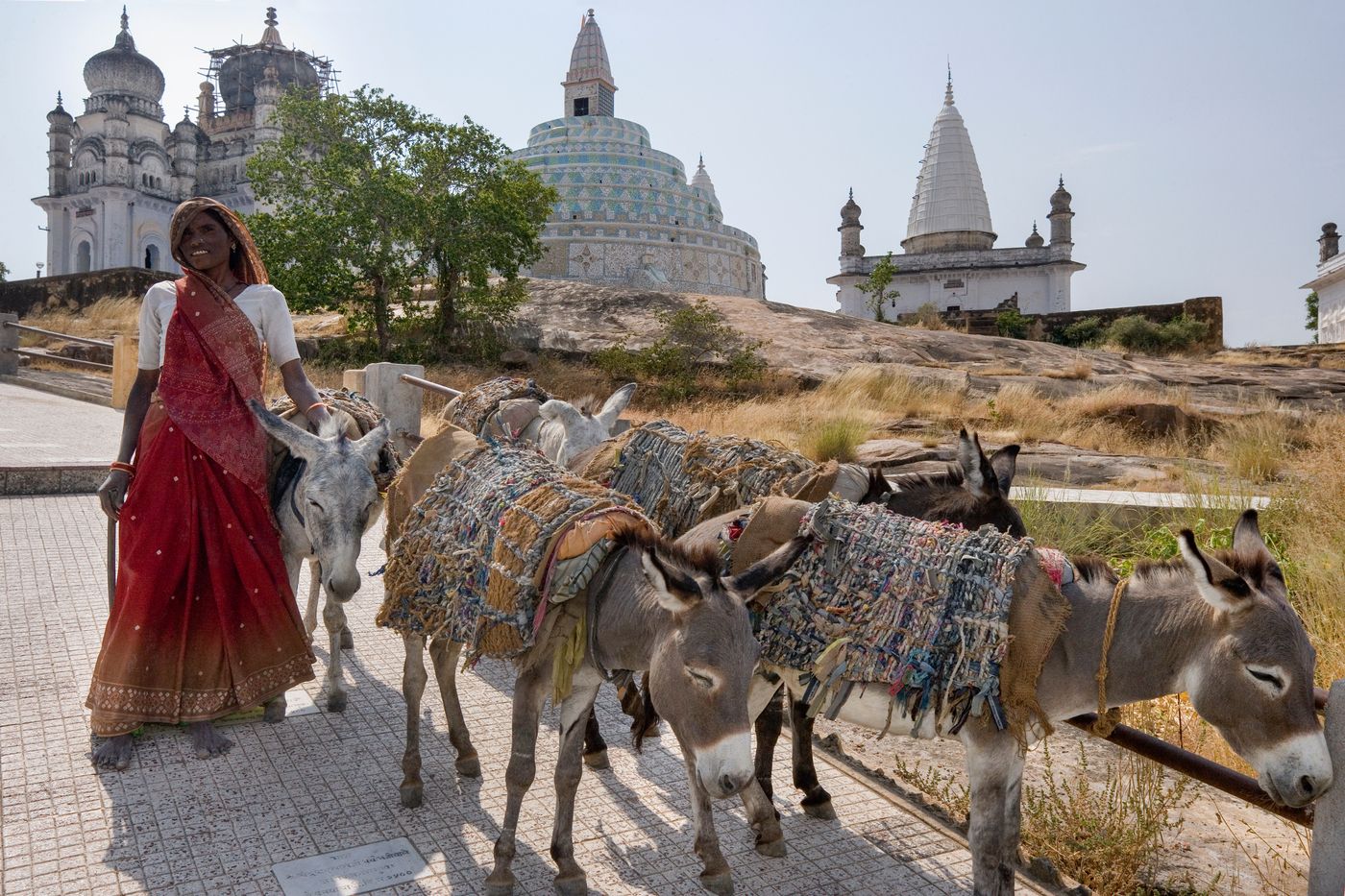 A village woman wearing traditional clothes, walking with her donkeys, in the Sonagiri Jain Temple complex
