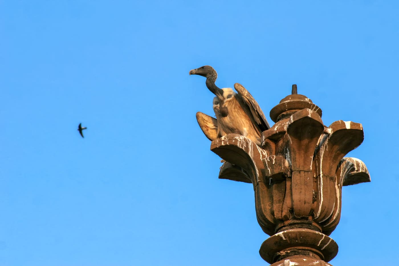 A vulture sits on the top of an old structure, camouflaging into the cenotaph as it looks over the widespread complex in search of prey, Orchha