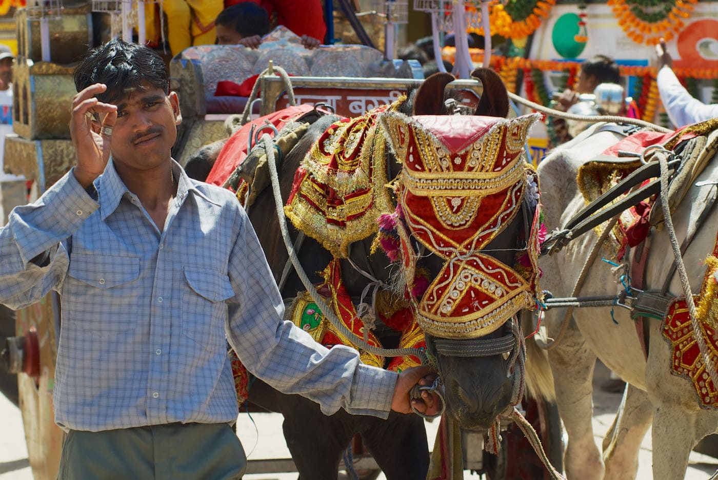 Decorated horses being held by a man on a street in Orchha during a religious ceremony 