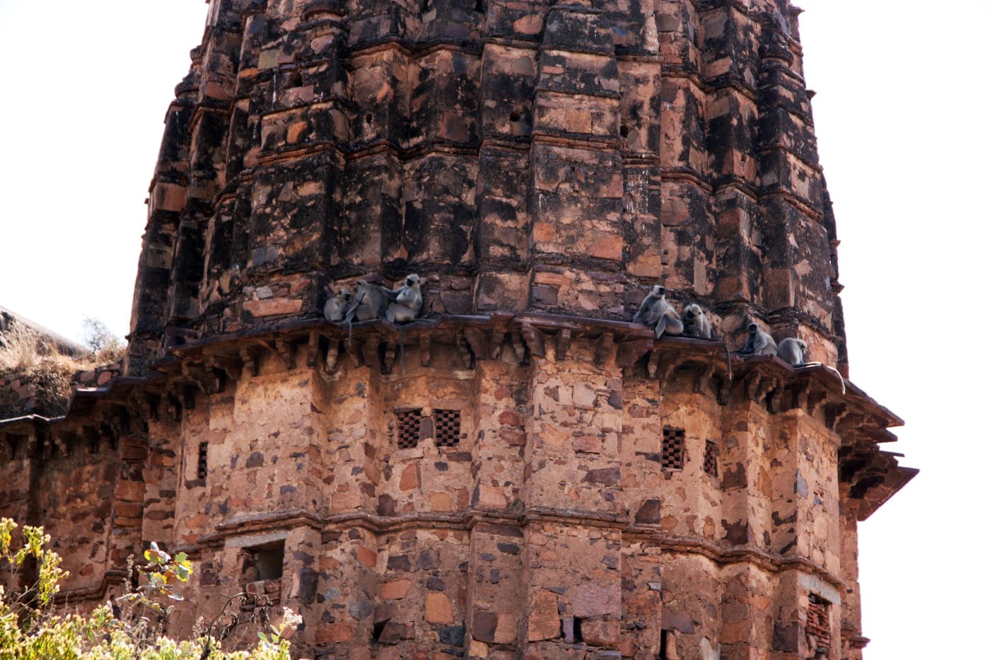 Langurs or monkeys of the genus Semnopithecus sit in the shade of the cenotaphs on the roofs of the ancient Bundela structures that once signified the seat of power in the region, Orchha 