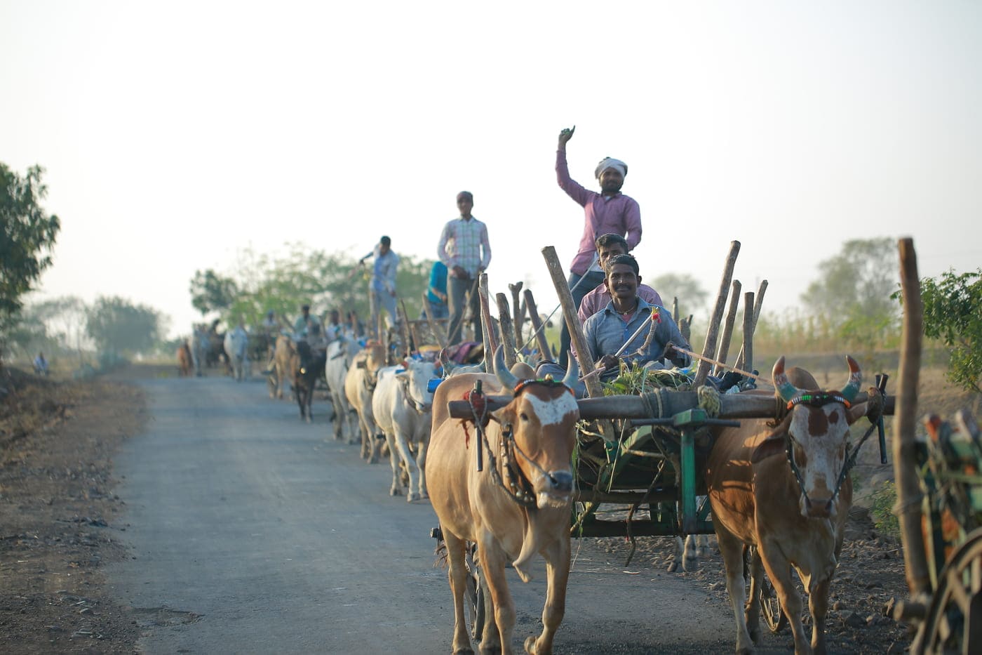 Men driving wooden carts on road drawn by buffaloes, representing the rural landscape in Orchha 