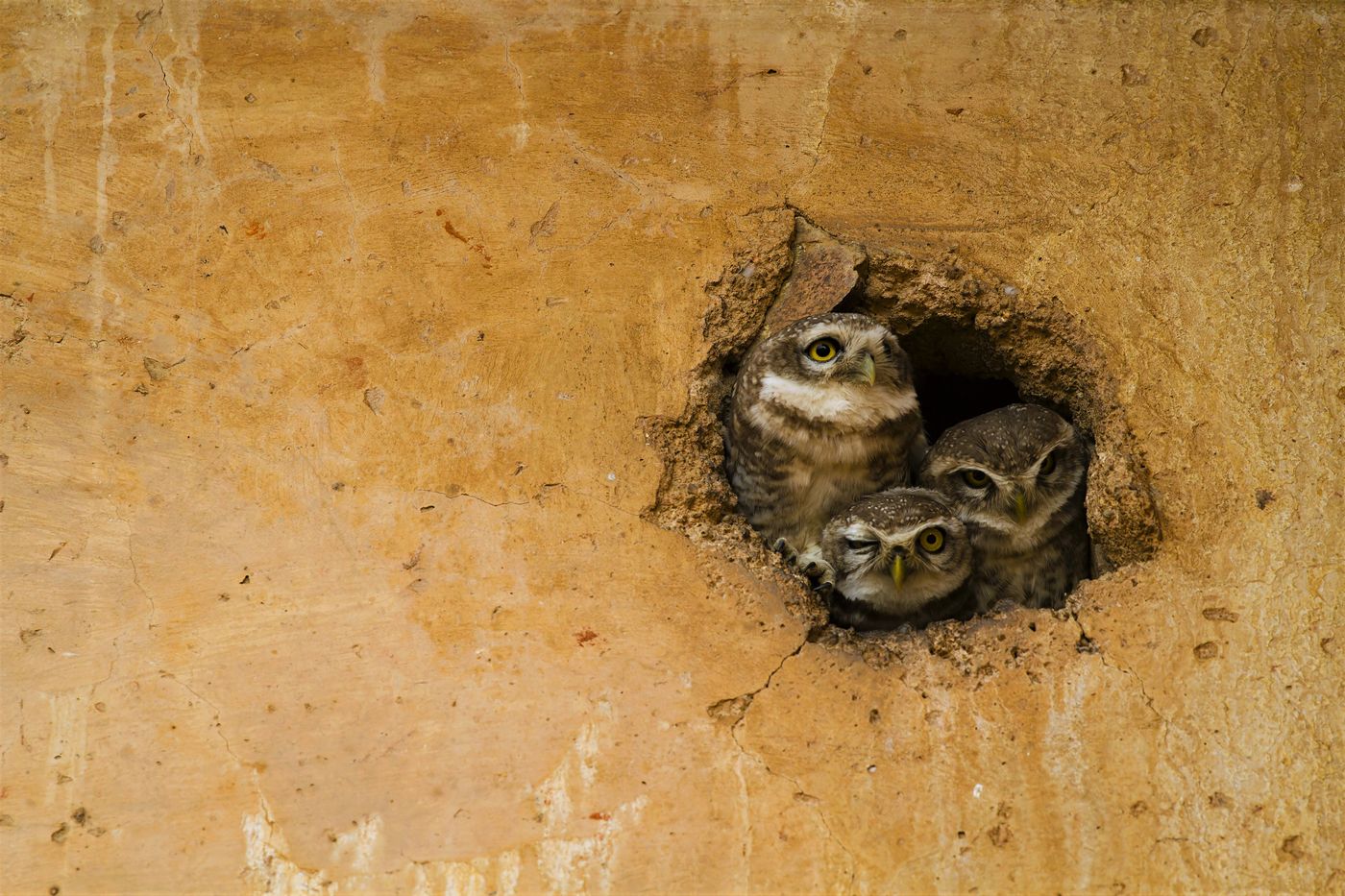 Owls gaze at an opening in the wall of Chaturbhuj Mandir, Orchha 