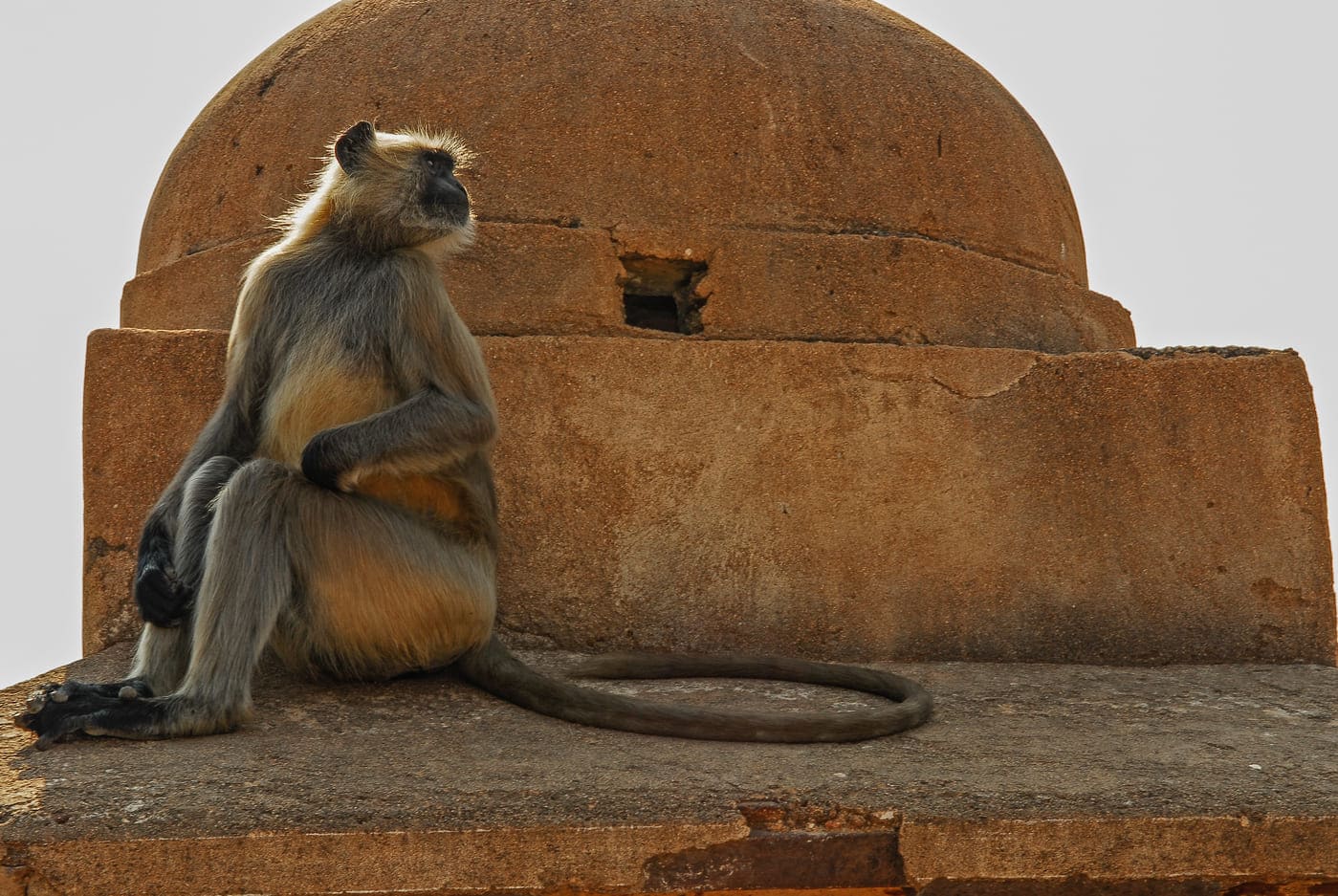 The Orchha palace with a monkey on the top