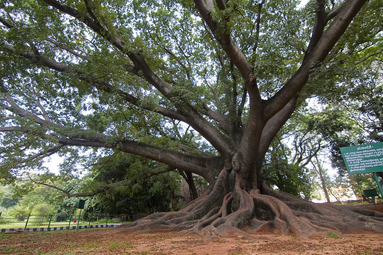 A beautiful sight of gigantic silk cotton tree, also known as Bombax sp. in Lalbagh garden 