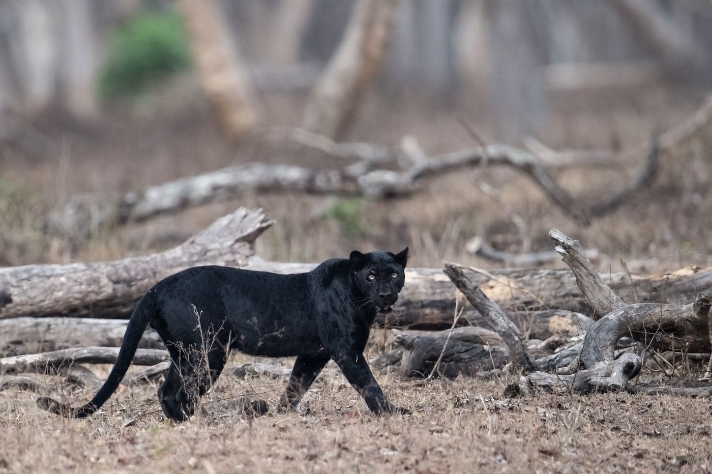 A black panther walks gracefully through the bush in Nagarhole Tiger Reserve in Karnataka 
