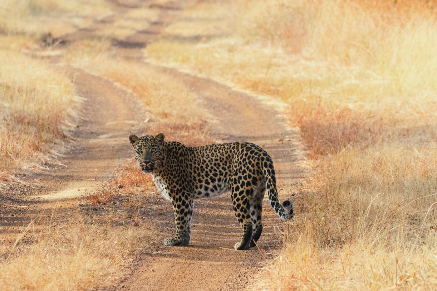 A leopard walking in the road in Panna National Park