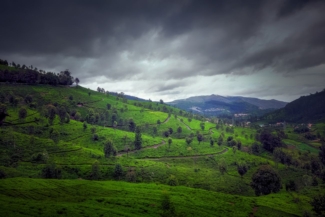 A majestic sight of the Tea Garden at Kotagiri hills with dense clouds. Kotagiri is the third largest hill station in the Nilgiri hills, Tamil Nadu, India