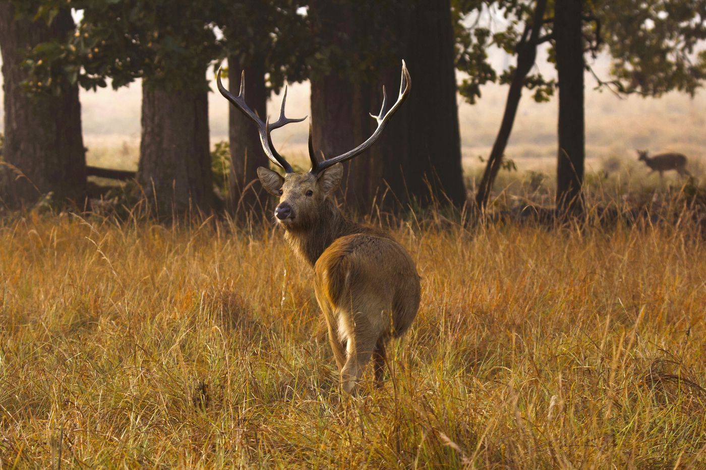 A male barasingha (swamp deer) showing off its beautiful forked horns in Kanha Reserve and National Park. In background one can see the female swamp deer as well 