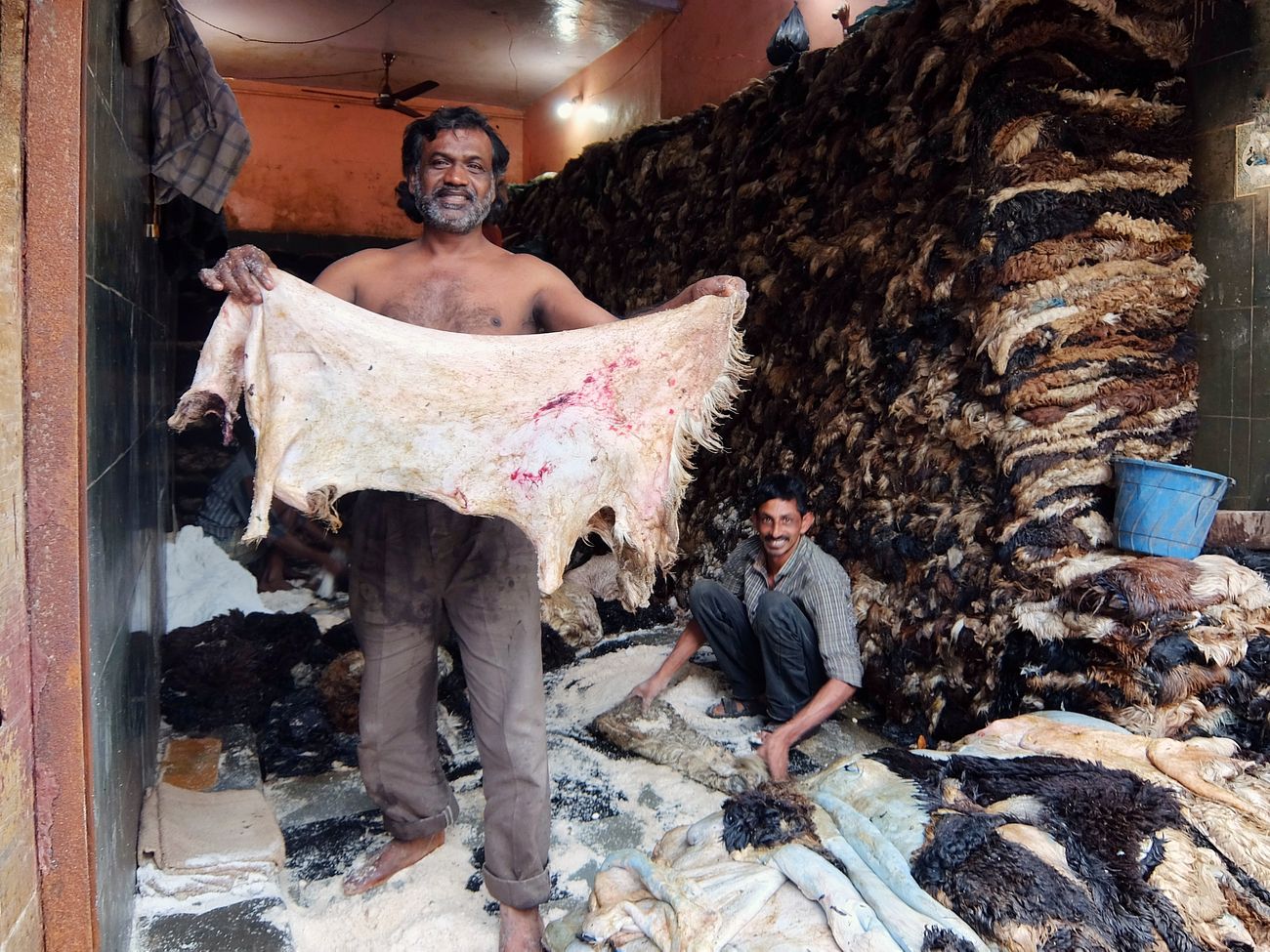 A Muslim man showing peeled off sheep skin holding with his hands in his little tannery shop where they convert skins of animals into leather