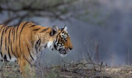 TRAVEL GUIDE TO INDIA’S WILDLIFE IMPORTANT INFORMATION AND TIPS