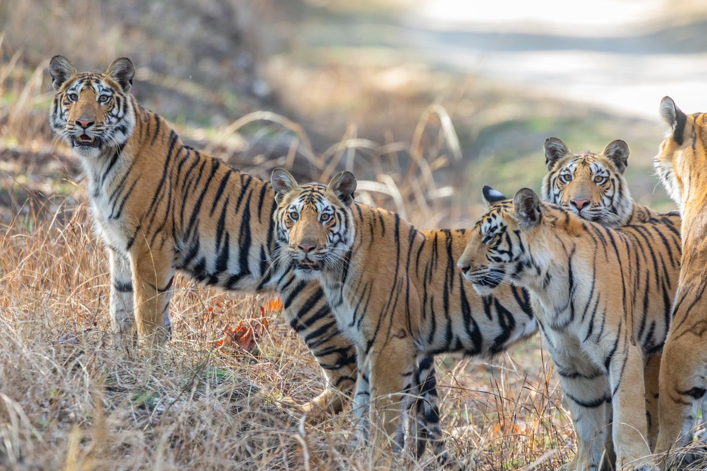 A streak of Bengal tigers in Pench Tiger Reserve.