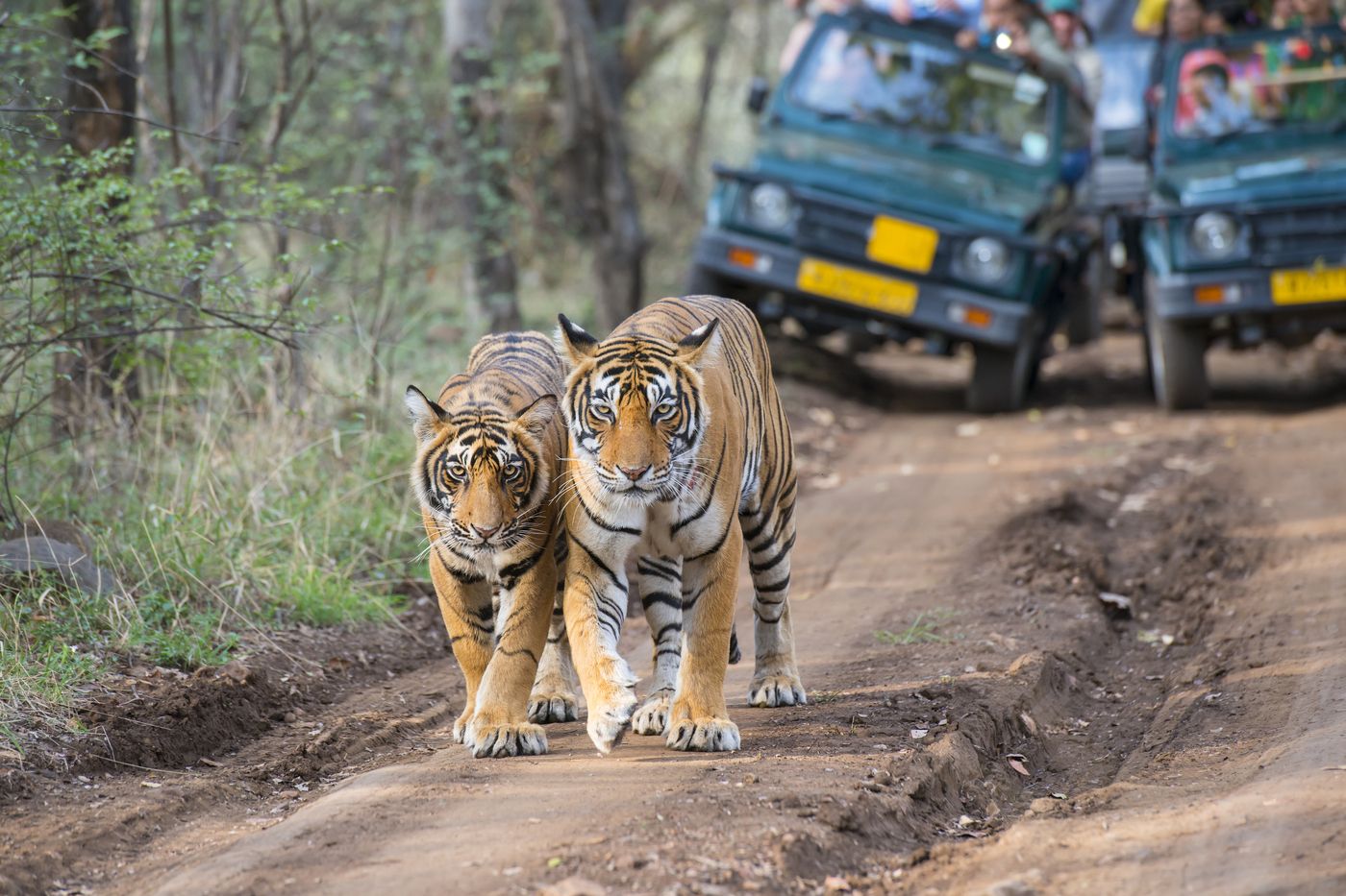 A tigress and her cub are admired by tourists on a safari. Although critically endangered species, in 2019 the number of tigers has increased from 2226 (in 2014) to 2,900