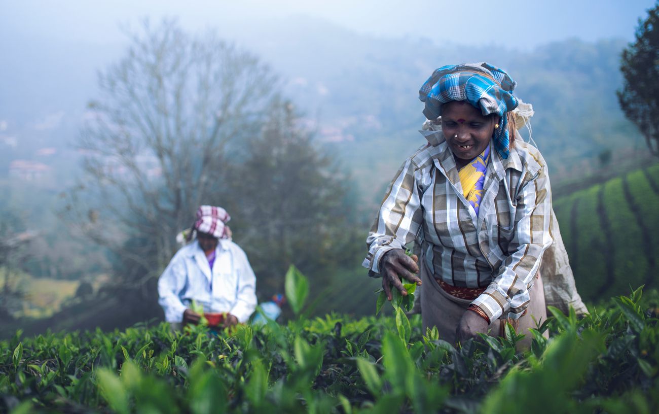 A Woman smiling and plucking tea leaves in a foggy morning at the tea estates of Kotagiri, Tamilnadu, India. Kotagiri is the third-largest hill station in the Nilgiri hills of Tamil Nadu 