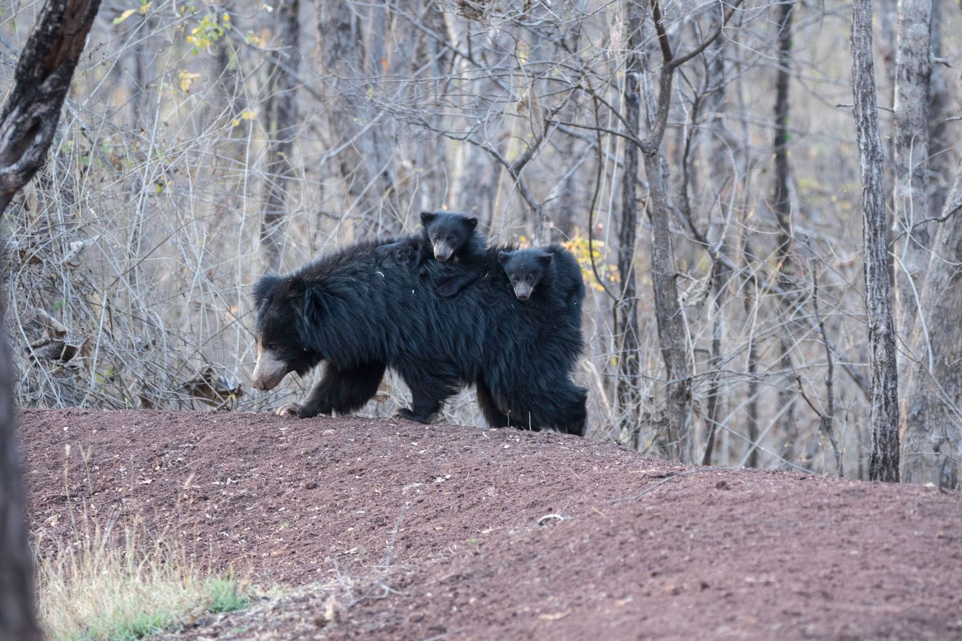 A wooly sloth bear female carrying her off-spring on her back. Photograph by Karl Weller