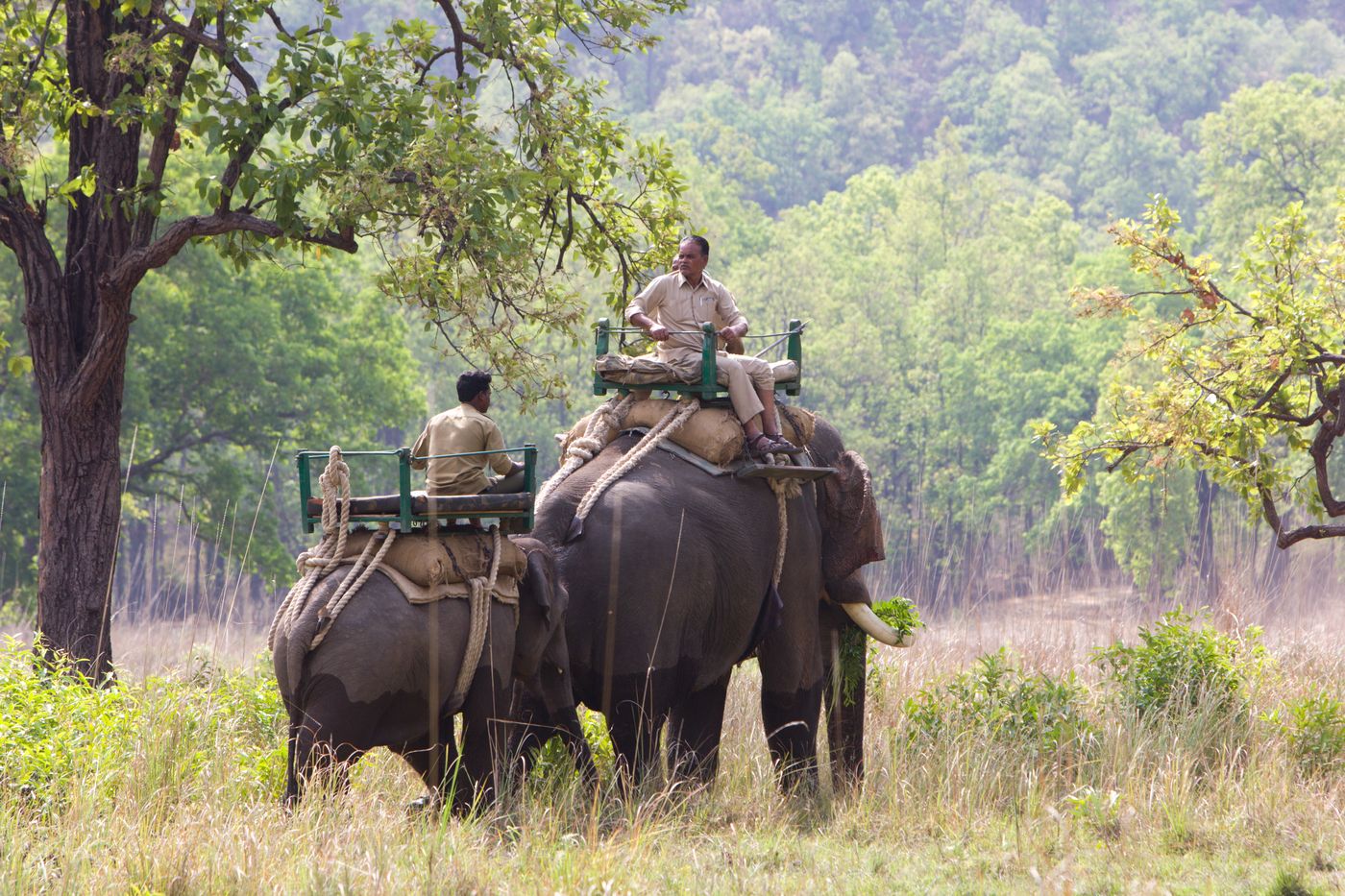Asian elephants are used to help track Bengal tigers in the Bandhavgarh Tiger Reserve.