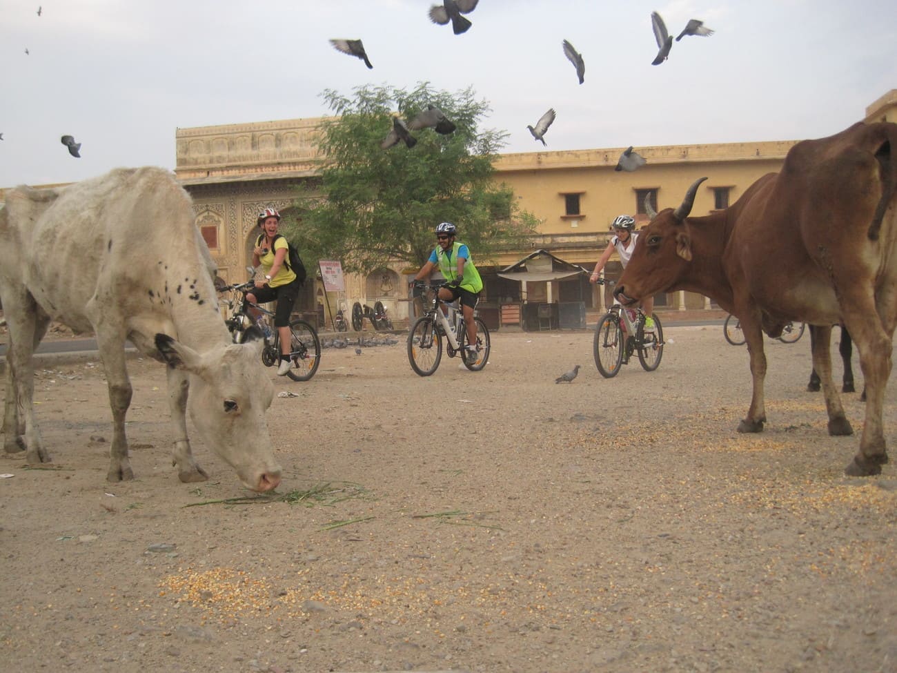 Cows on the road in Jaipur