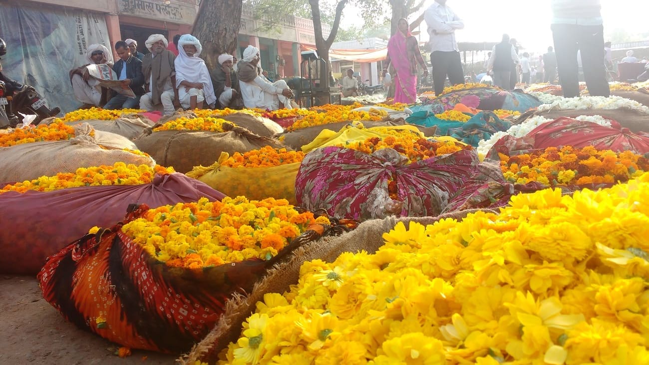 During your morning Jaipur Cycle Tour you will witness lots of daily activities, like a whole sale flower market, and the milk distribution market, where villagers from different villages around Jaipur gather early every morning to sell their milk. Such activities can only be experienced during the early morning. 