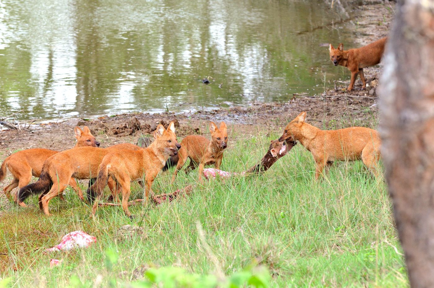 Early summer morning in Bandipur National Park. Dholes hunt in packs, like the African wild dog, and are excellent hunters. Seeing them devour their prey is a rare and exceptional sight