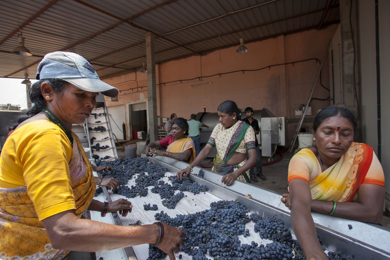 Indian women executed the process of making Wine with red grapes 
