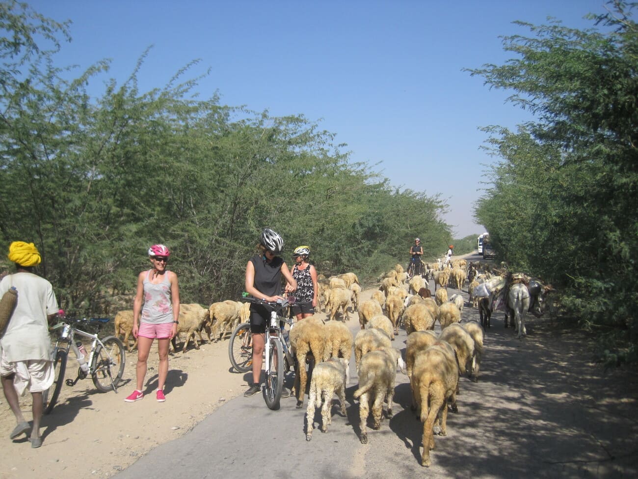 Meeting the local livestock on the Village Cycle Tour