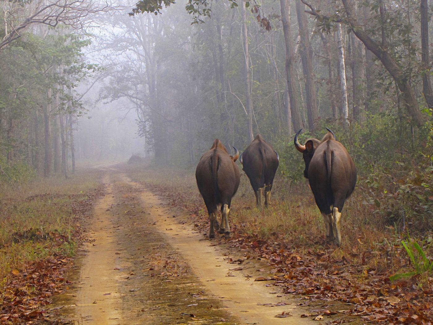 Three Indian bison, or gaur in Kanha National Park in central Indian state of Madhya Pradesh.
