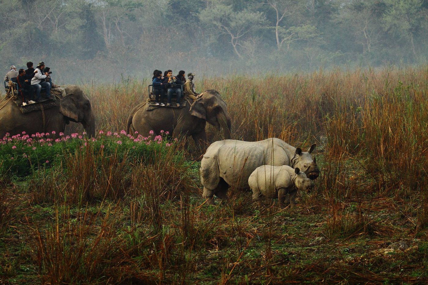 Tourists watching a mother one-horned rhino and her calf from the backs of elephants in Kaziranga National Park, Assam, North-east India