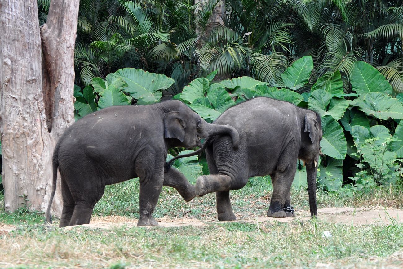 Two Asian baby elephants play with their hands and legs at Bannerghatta National Park in Bangalore, Karnataka. The park has great wildlife in large encounters so no real cages are there