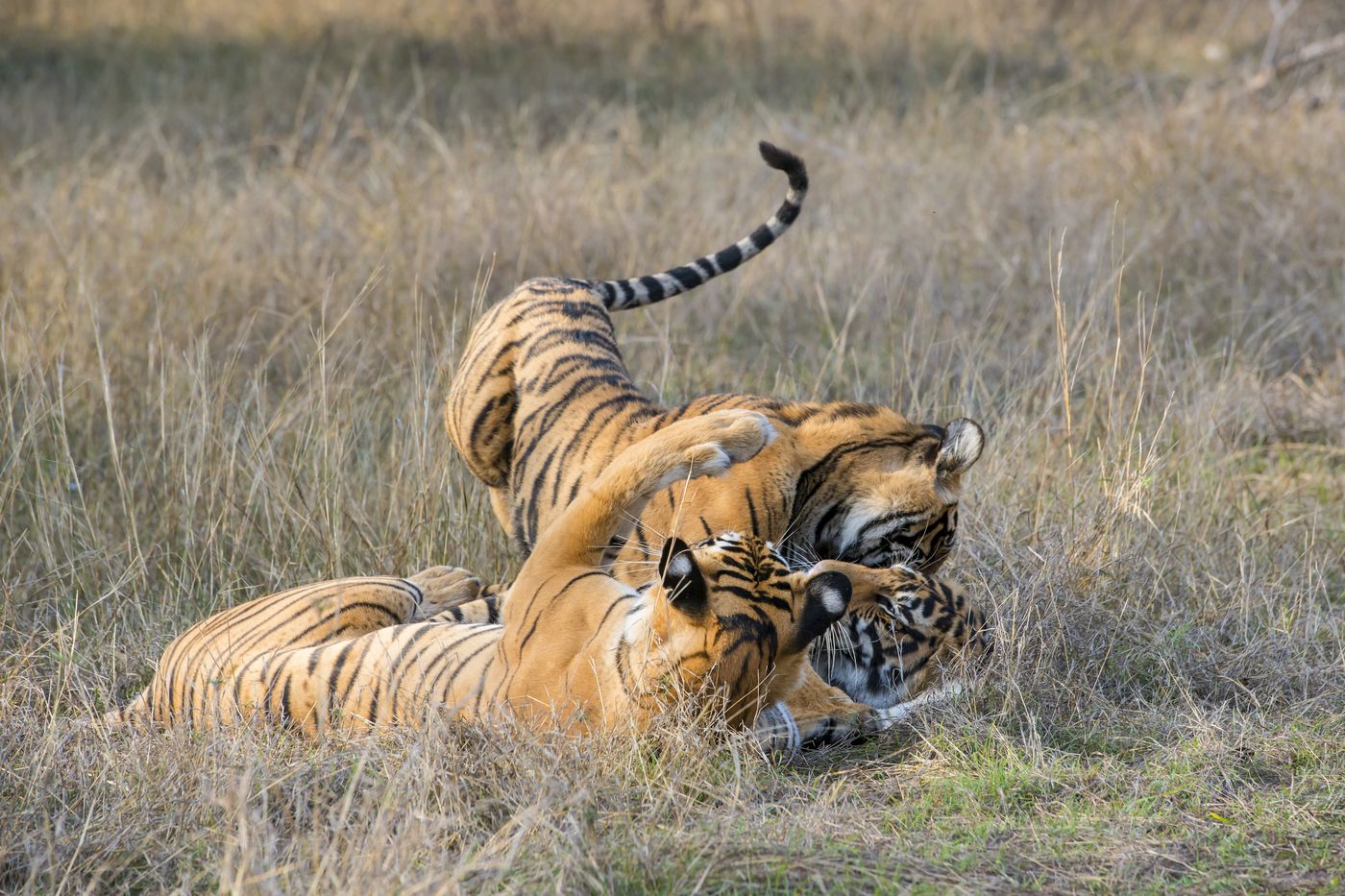 Young tigers learning how to behave through play-fighting in the Ranthambore Tiger Reserve