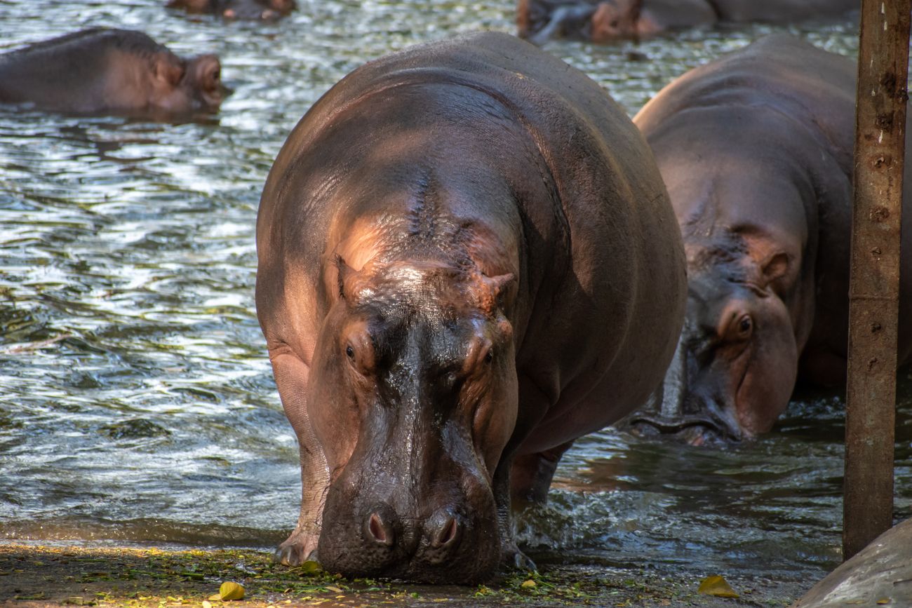 A close-up view of hippos grazing in the Vandalur Zoo, India’s first public zoological garden