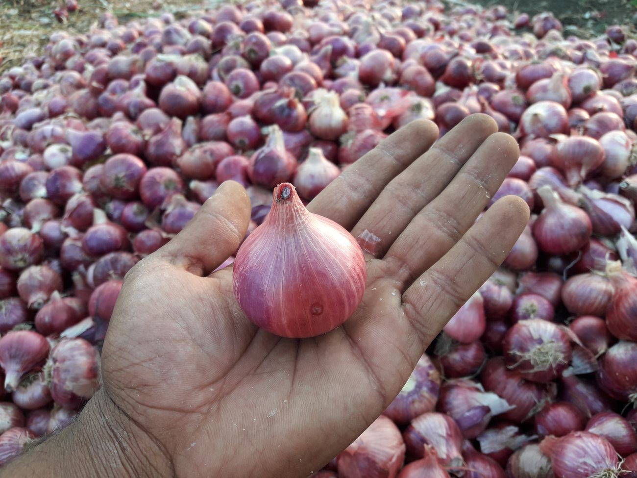 A farmer proudly shows off his harvest of red onions