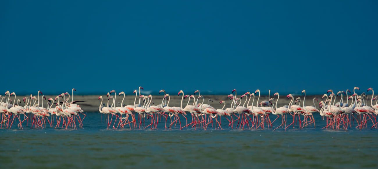 A large flock of flamingos in their natural habitat near the abandoned town of Dhanushkodi