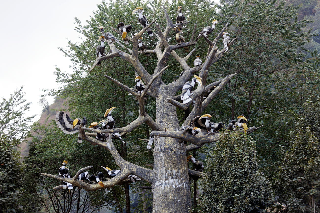 The festival is named after the Indian hornbill, a large forest bird that occur in the folklore of most Naga tribes, and a symbol of respect