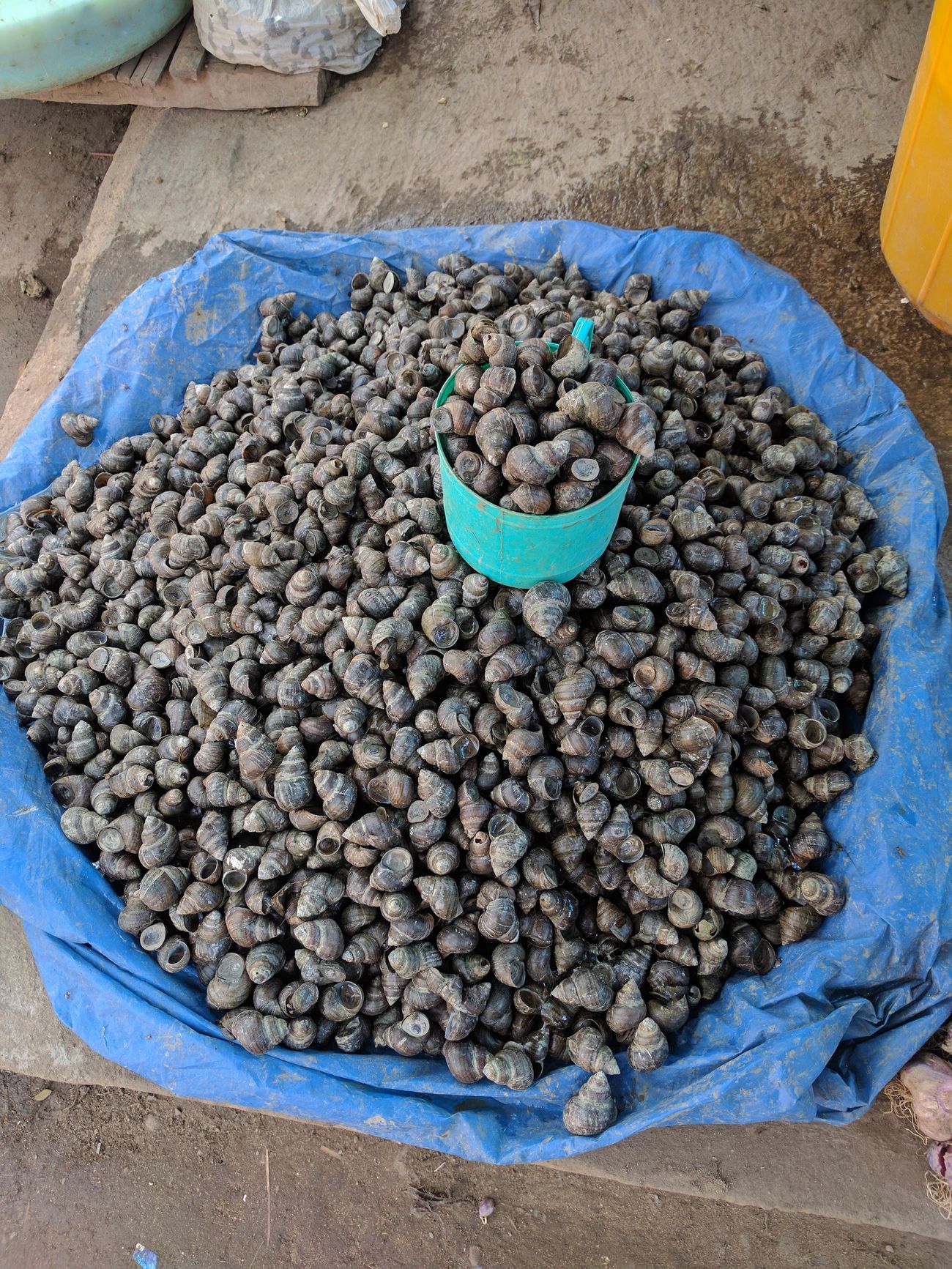A pile of snails for sale in the Bara Bazar in Aizawl, which offers many delicacies unique to the state