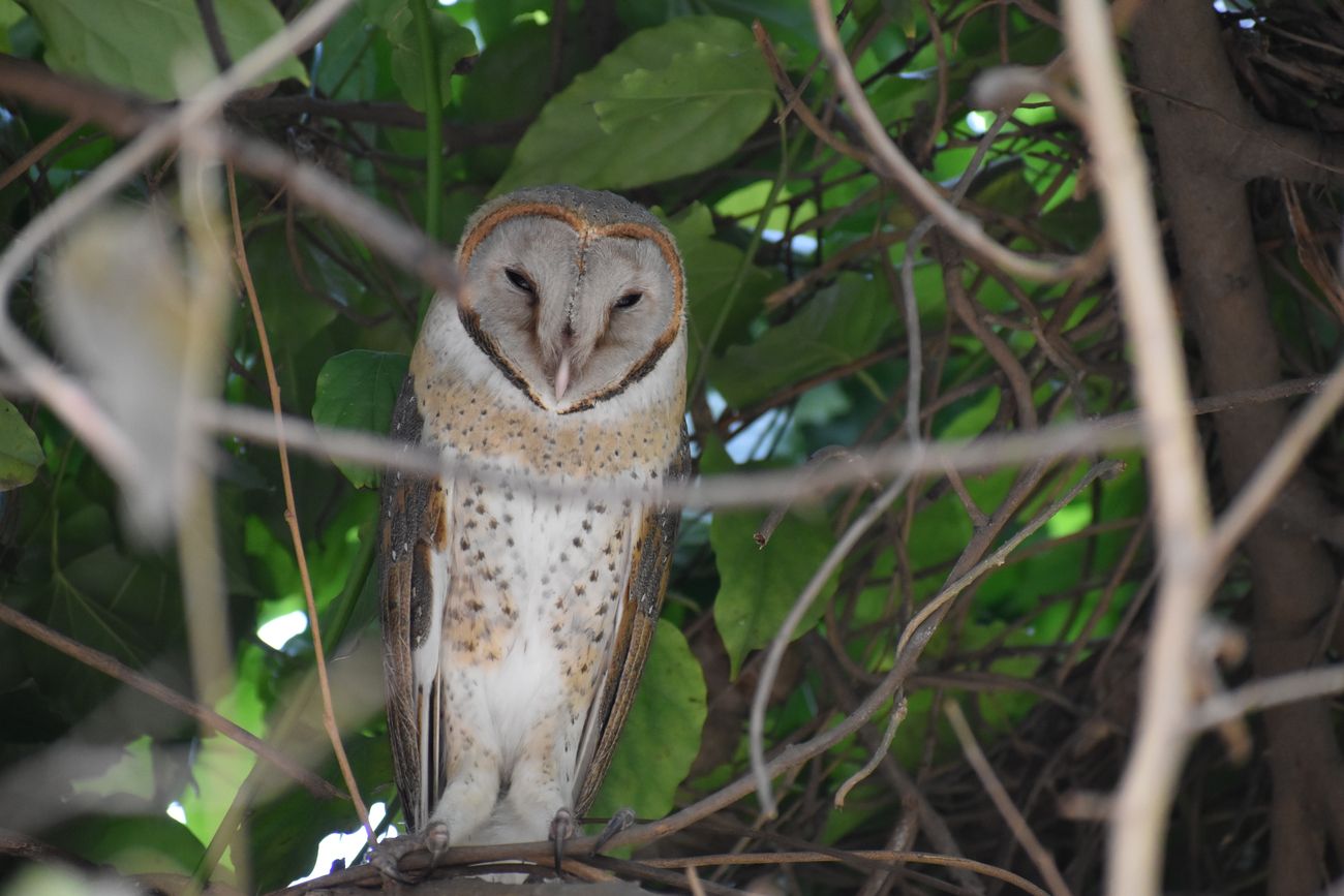 A rare barn owl spotted sitting on a tree in the Sunder Nursery 