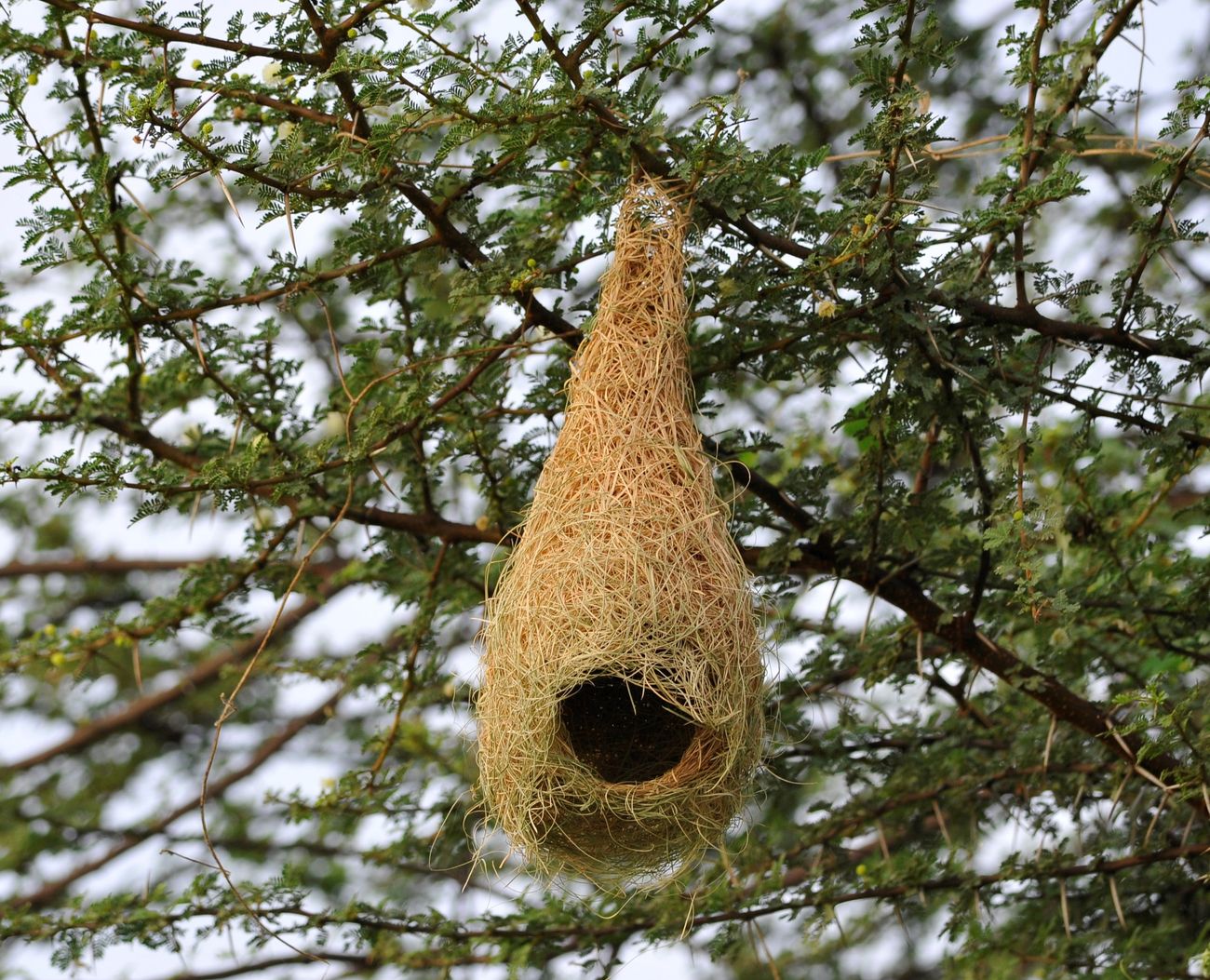 A small shelter hangs from the branch of a tree during the pleasant months of spring in New Delhi 