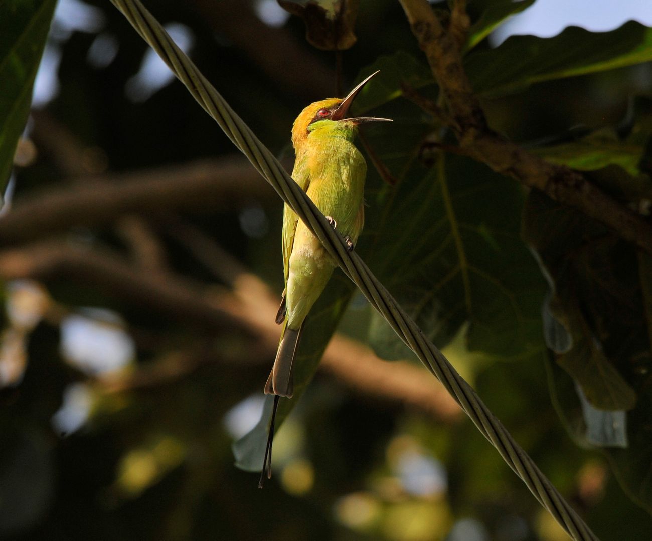 A small yellow and green bee eater bird perches on a rope in the springtime in New Delhi, India 