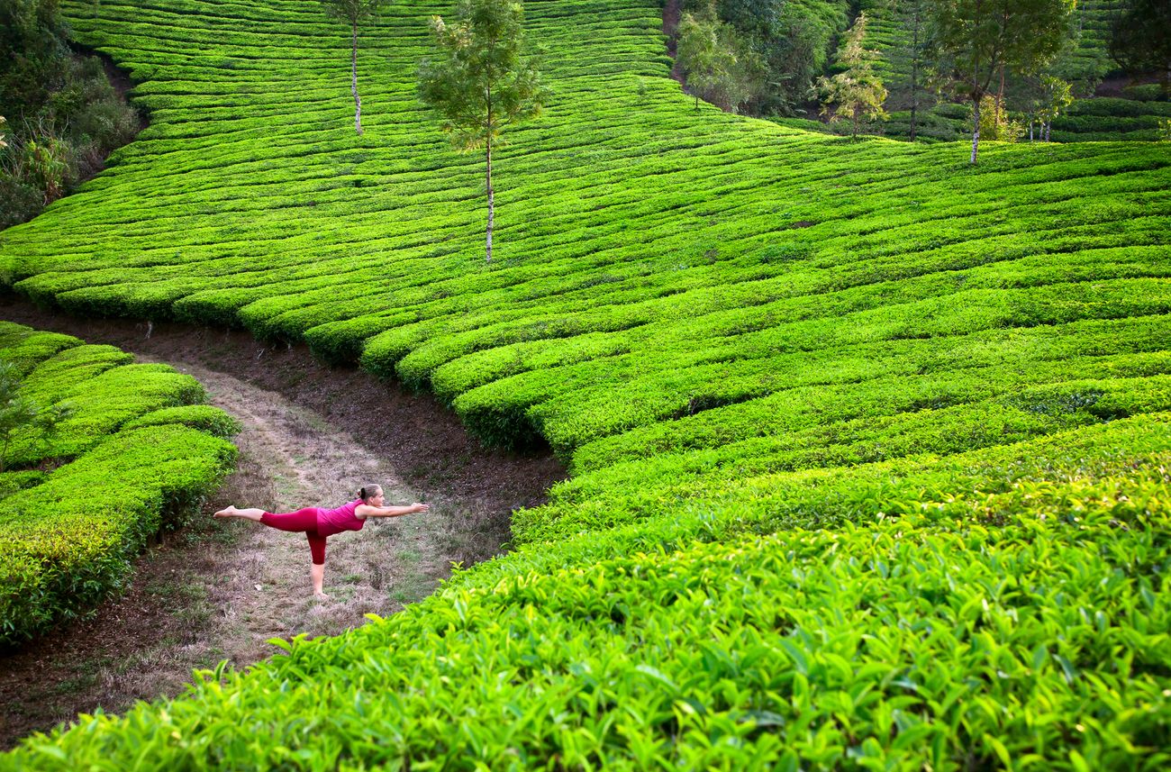 A yogi dressed in red performs the virabhadrasana, or the warrior pose, within the tranquil tea plantation in the Munnar Hills of Kerala. 