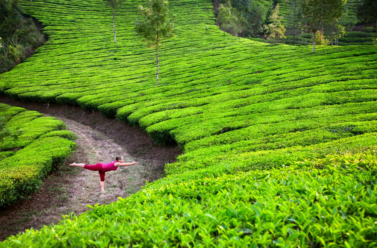 A yogi dressed in red performs the virabhadrasana, or the warrior pose, within the tranquil tea plantation in the Munnar Hills of Kerala.