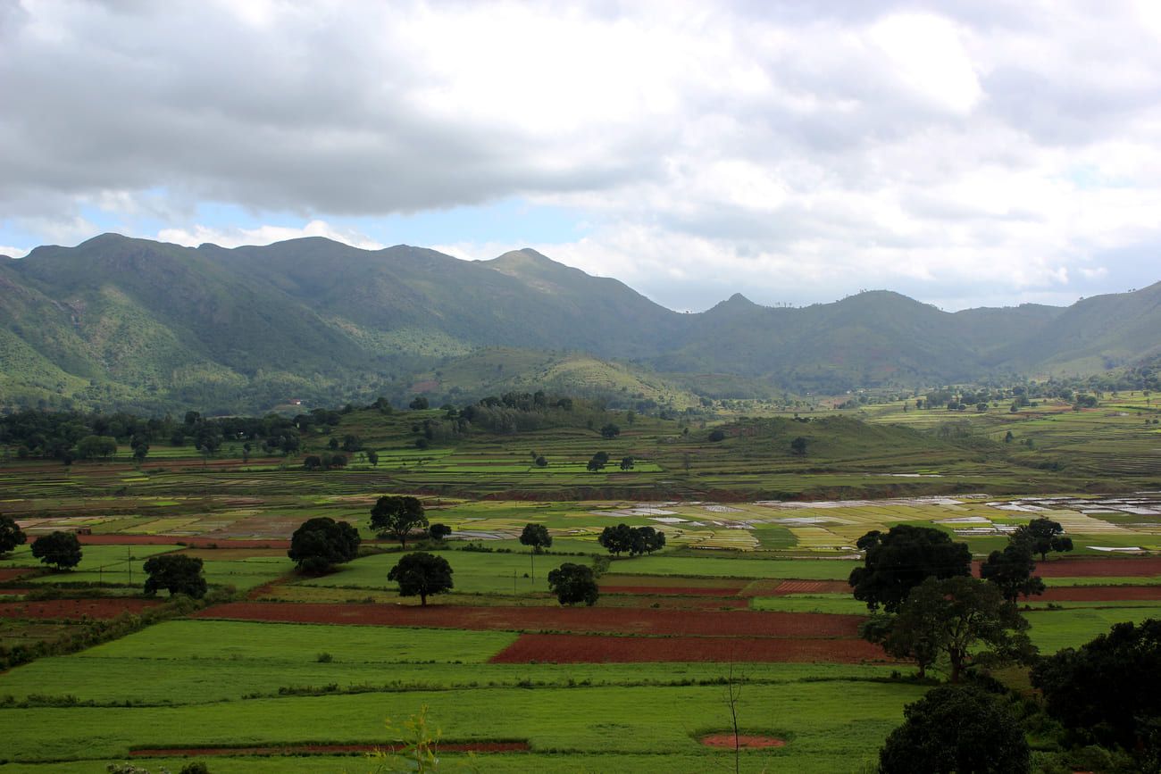 Beautiful green fields stretches as far as the eye can see along in the Araku Valley 
