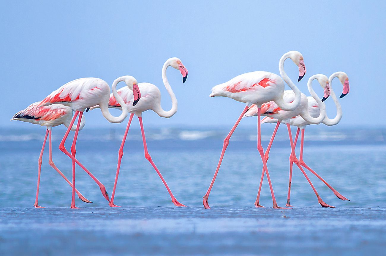 A bright flamboyance of hundreds of flamingos spotted crossing the sandy Modhva beach near Mandvi in Gujarat 